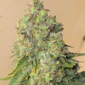 thumb of Sleepy Joe OG by WeedSeedsExpress grown by Tropicannibis_Todd
